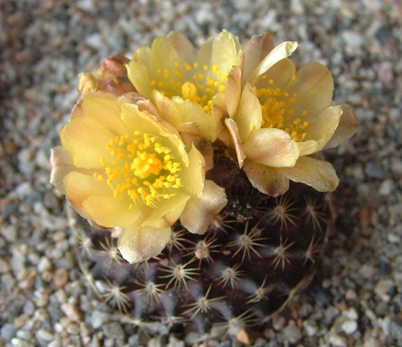 Copiapoa tenuissima ©JL Dscf0457